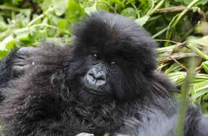 Gorila - selva de Virunga - parque nacional de los Volcanes - Ruanda 30.jpg